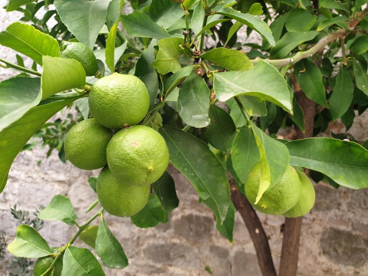 Lemon Tree Hotel Seget Donji Exterior photo